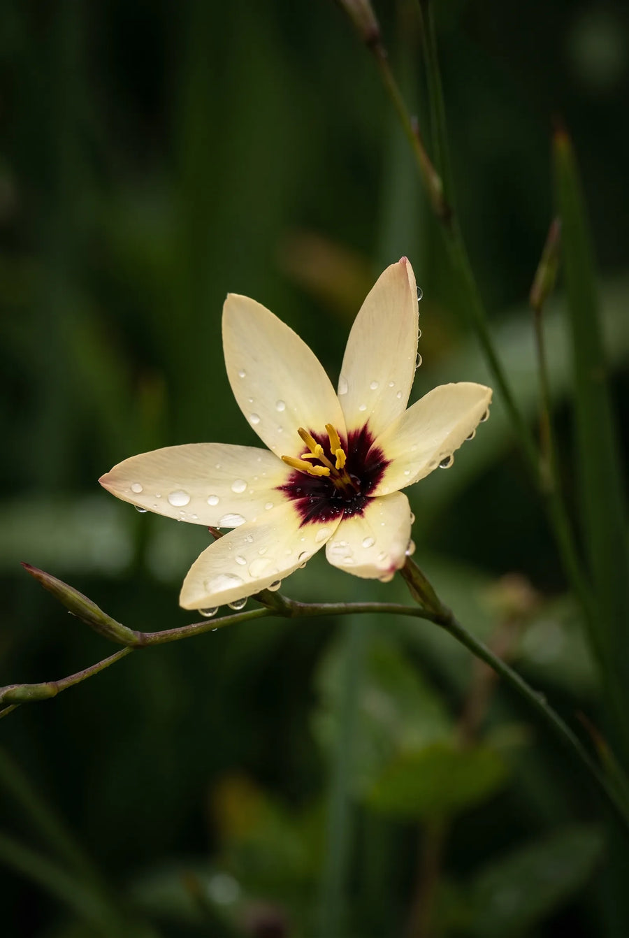 Ixia Mixed — sfeerbeeld