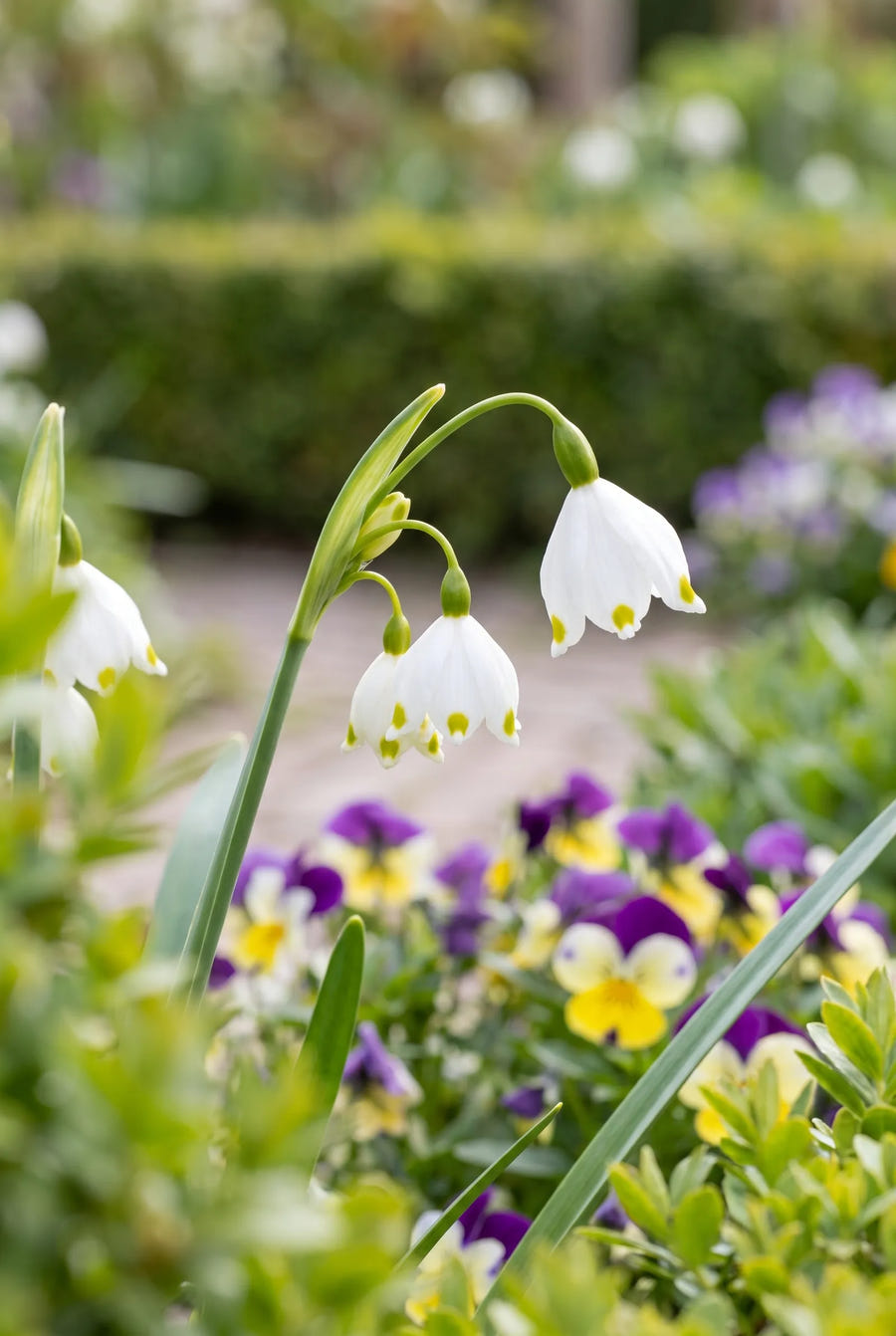 Leucojum Aestivum — close-up van de bloem