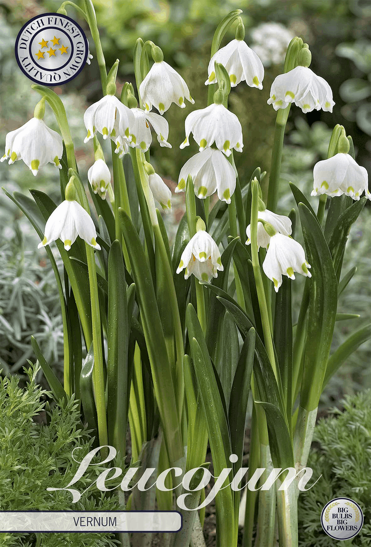 Leucojum bulbs