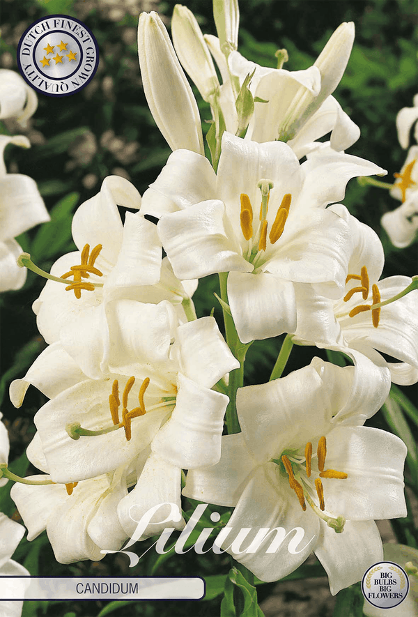 Lilium Candidum