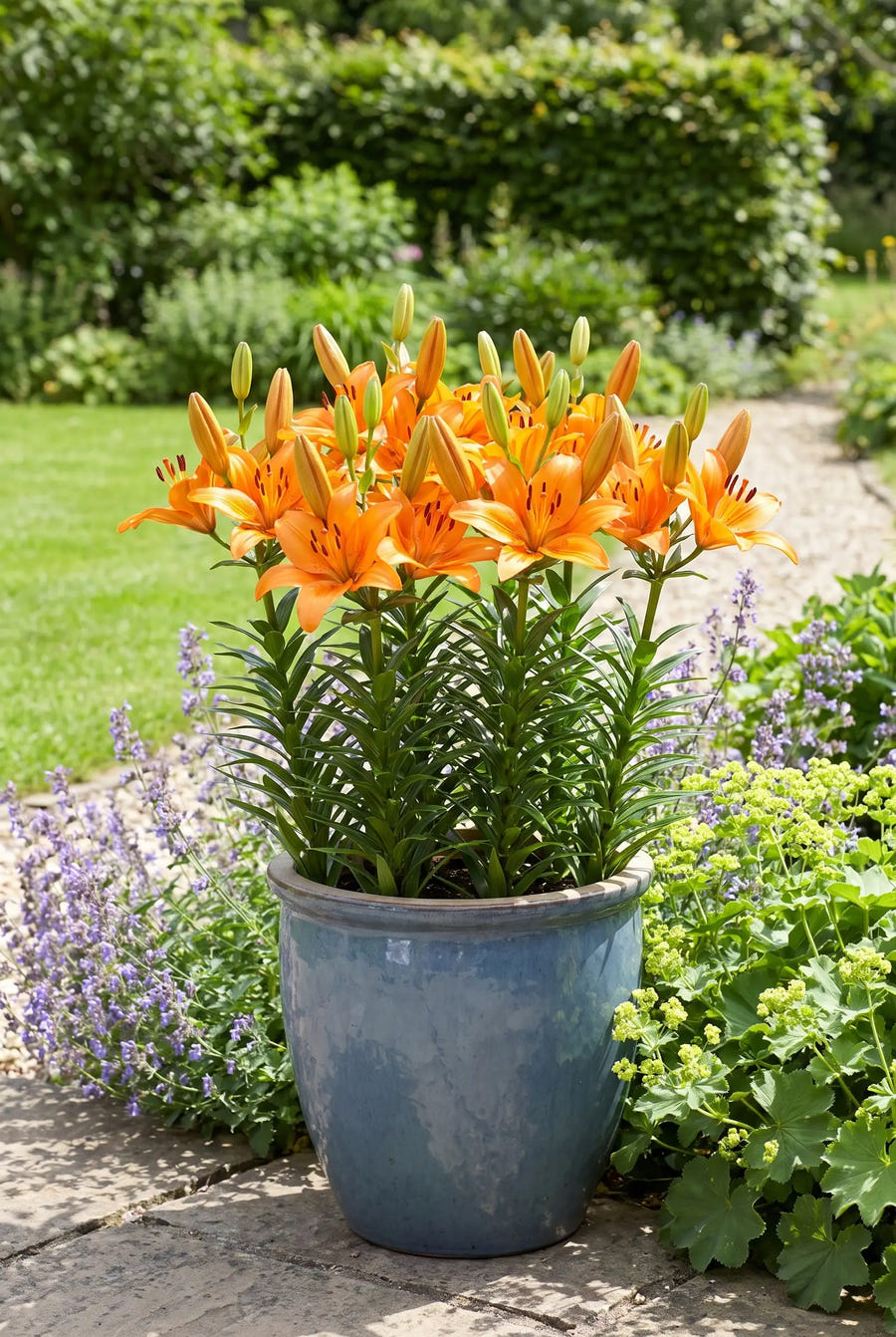 Lilium Orange — in pot op terras