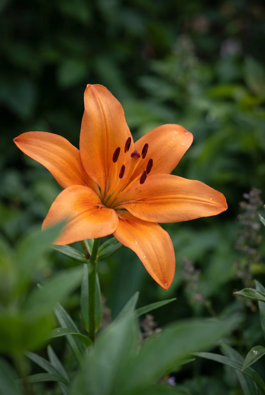 Lilium Orange — sfeerbeeld