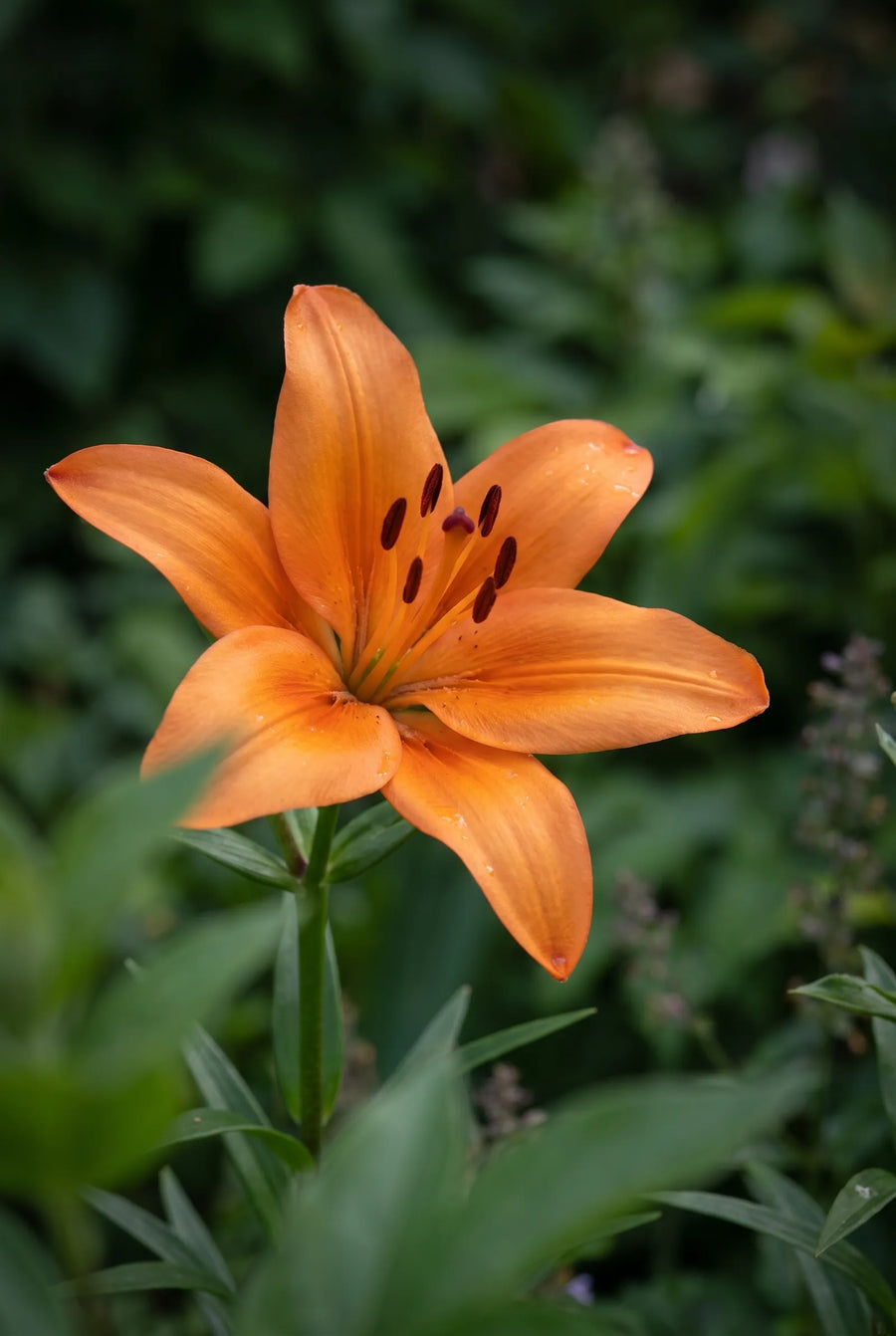 Lilium Orange — sfeerbeeld