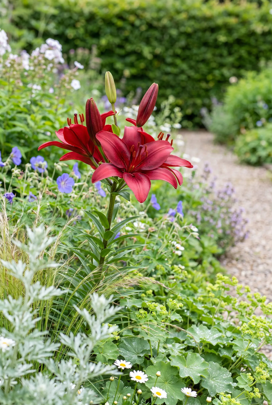 Lilium Red — in de border
