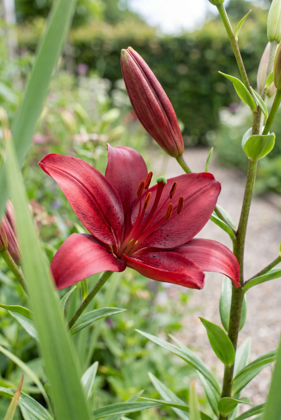 Lilium Red — close-up van de bloem