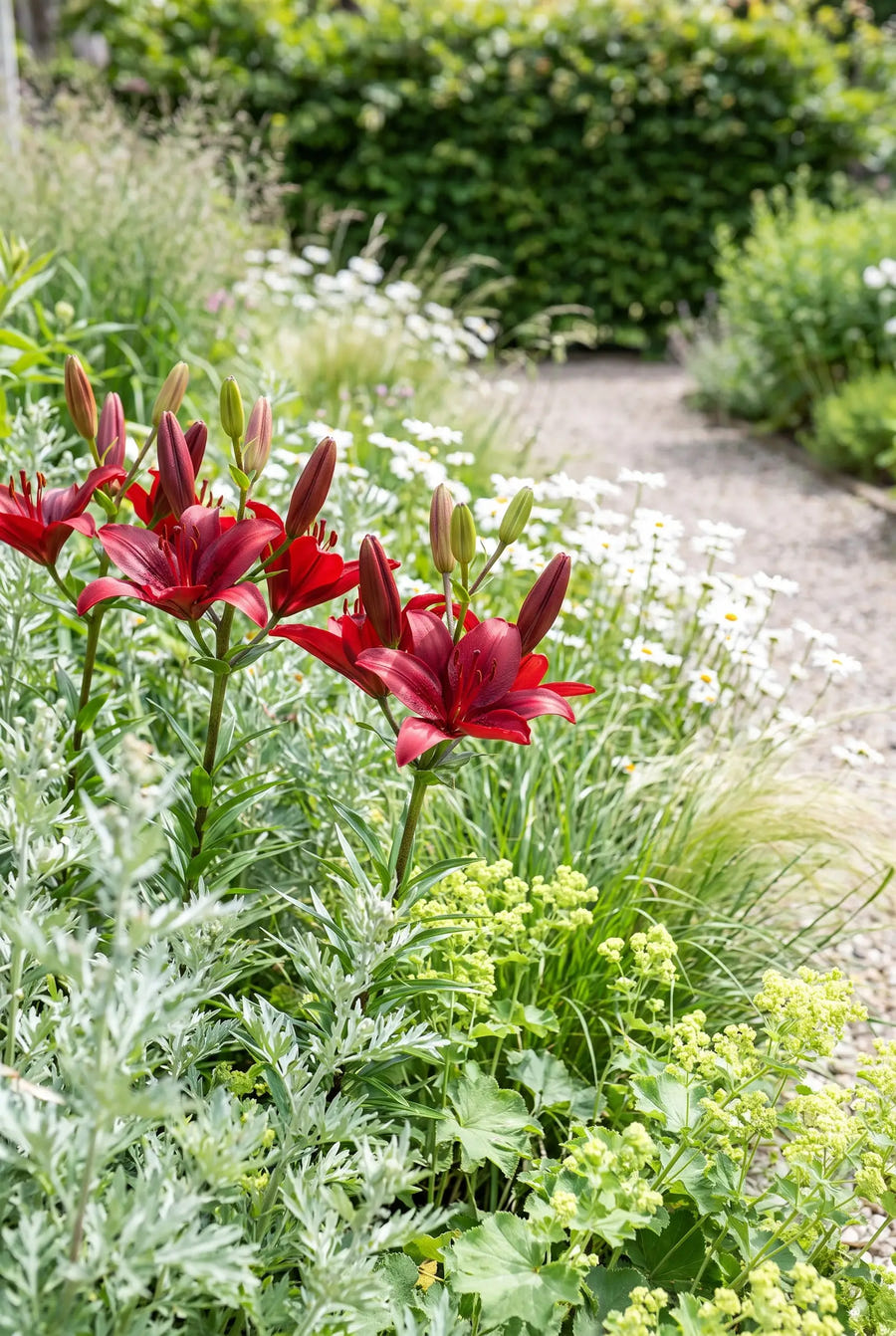 Lilium Red — groep in de tuinborder