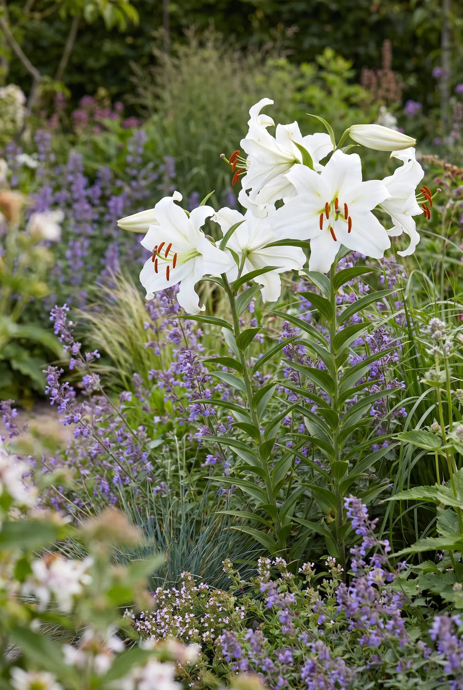 Lilium Siberia — in de border