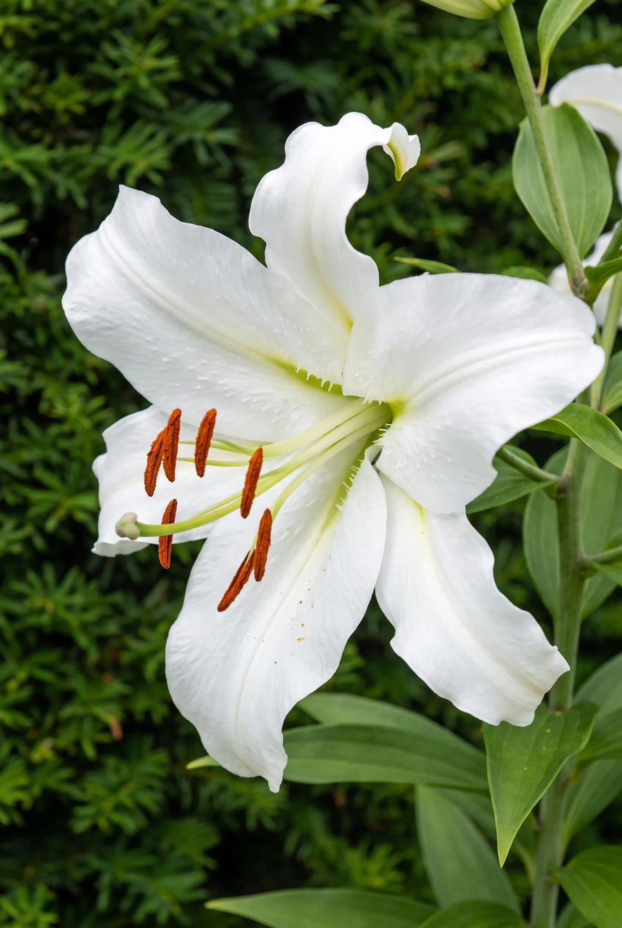 Lilium Siberia — close-up van de bloem
