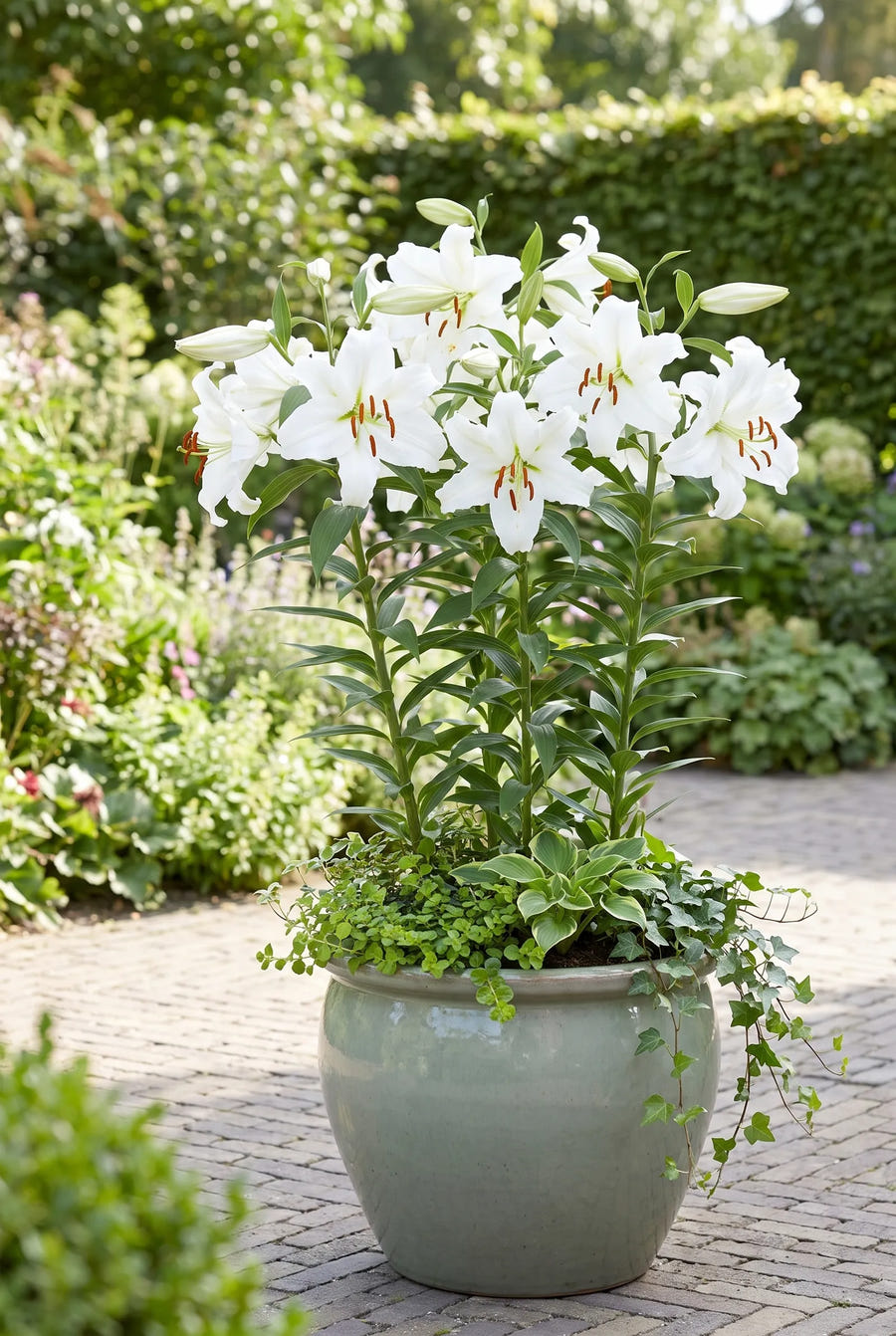 Lilium Siberia — in pot op terras