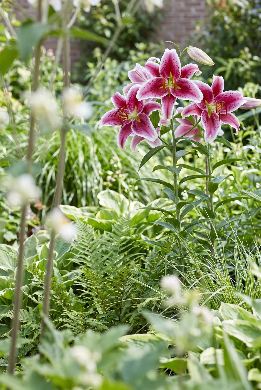 Lilium Stargazer — in de tuin