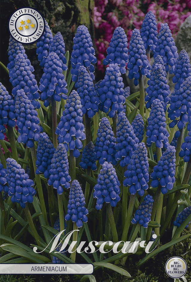 Muscari armeniacum