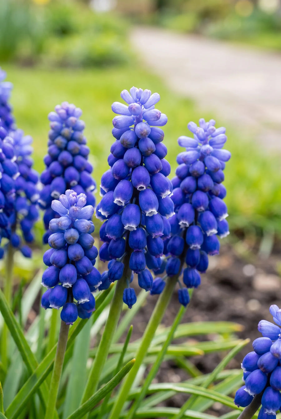 Muscari Armeniacum — close-up van de bloem
