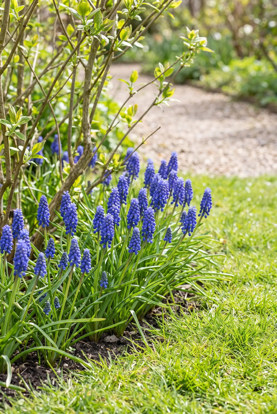 Muscari Armeniacum — groep in de tuinborder