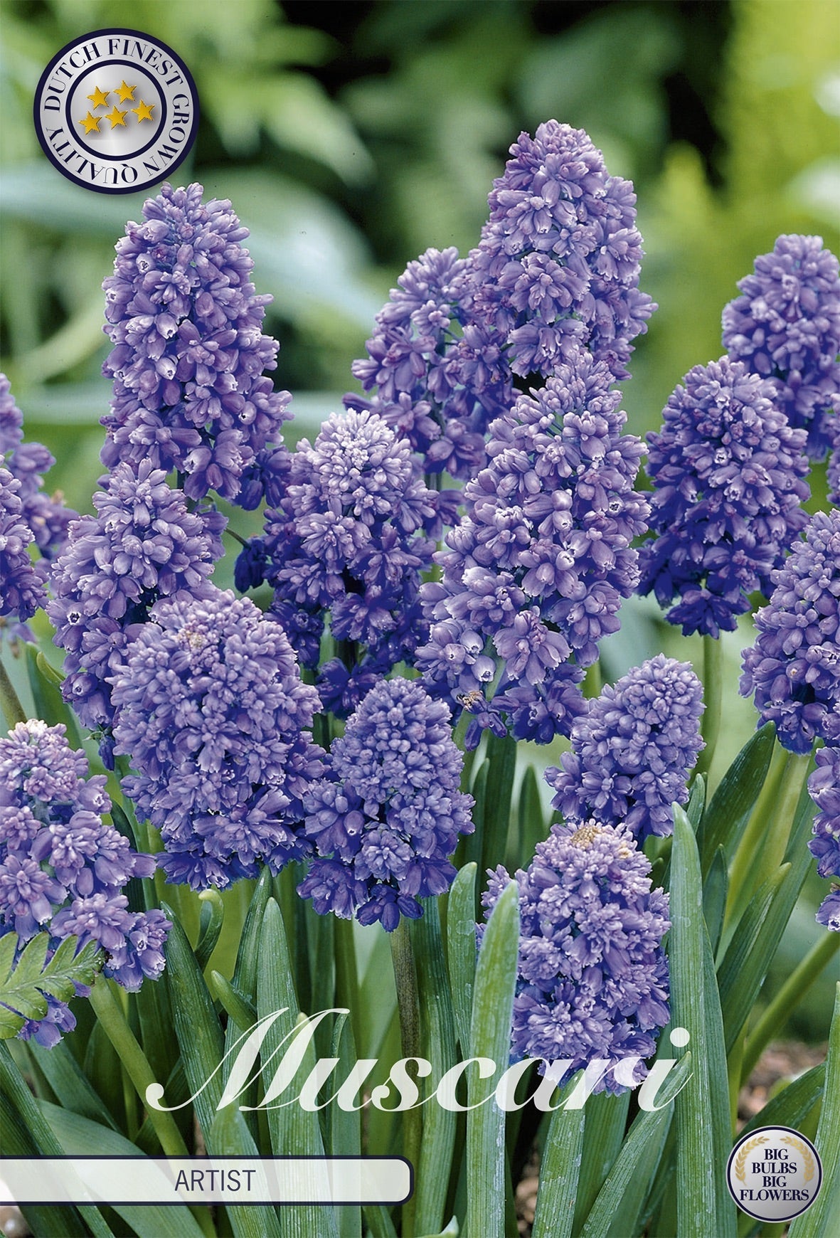 Muscari Artist