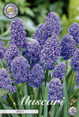 Muscari Artist