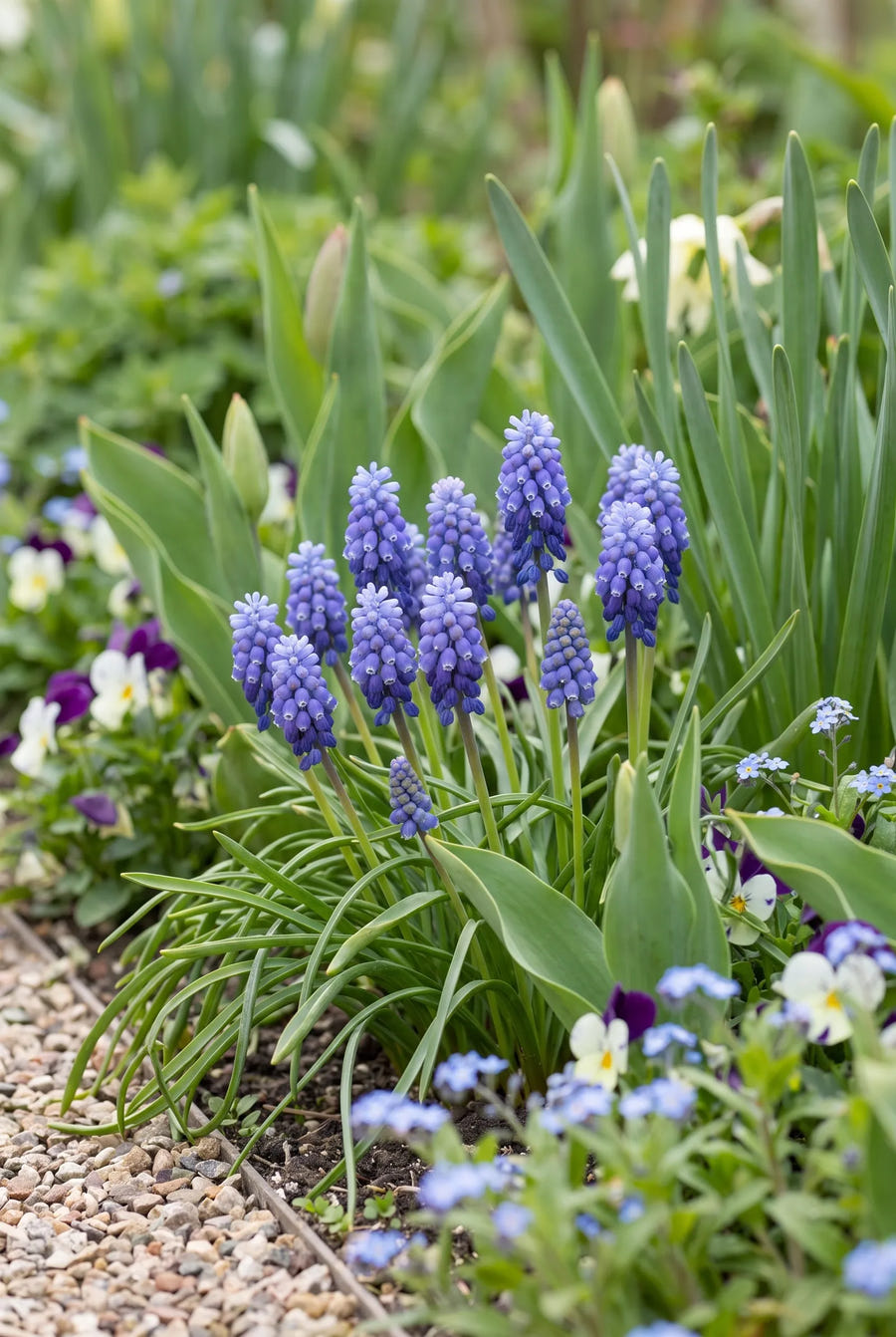 Muscari Artist — in de border