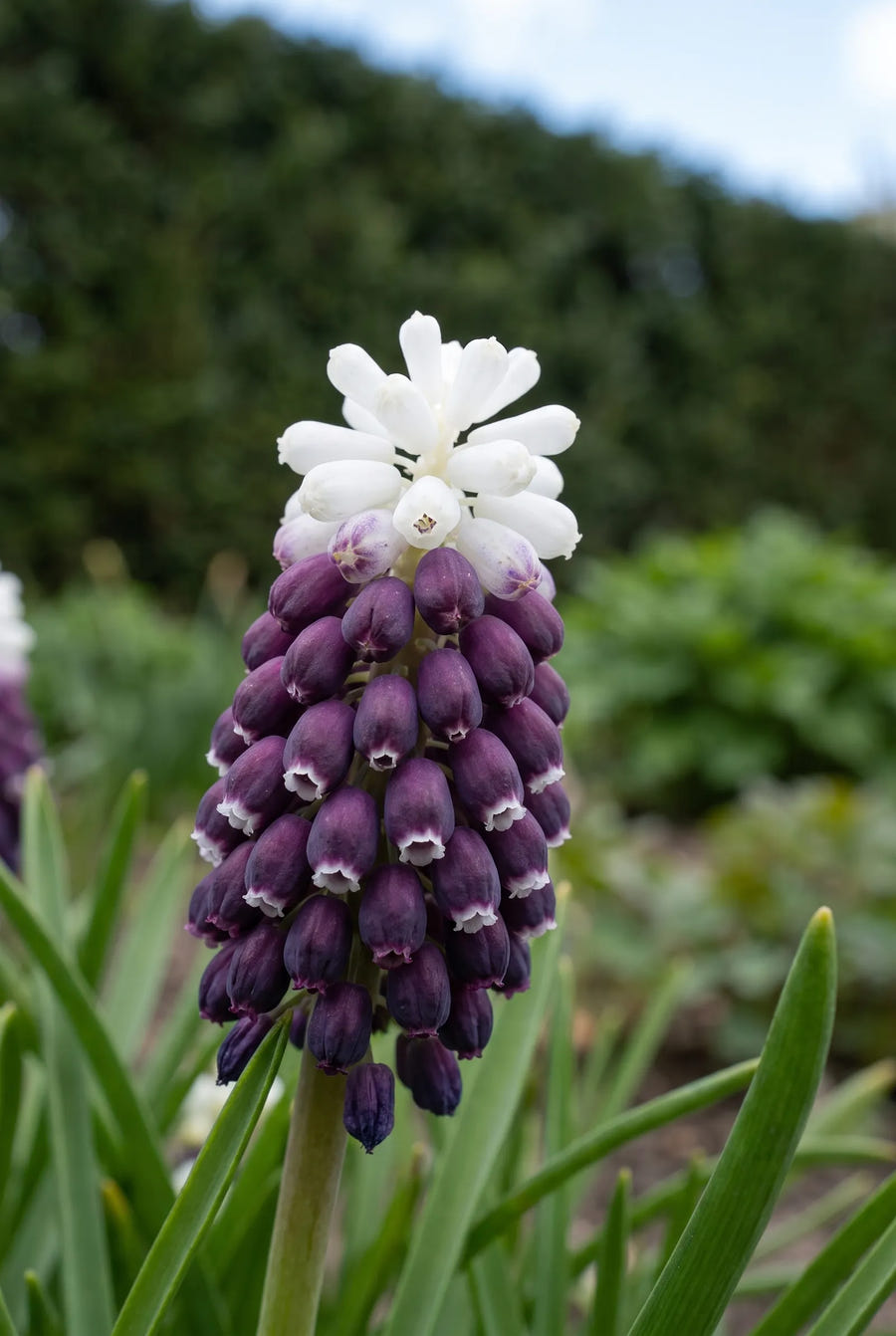 Muscari Grape Ice — close-up van de bloem