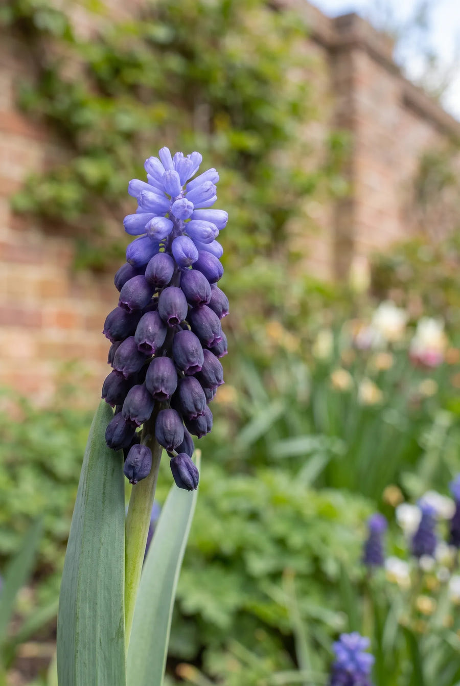 Muscari Latifolium — close-up van de bloem