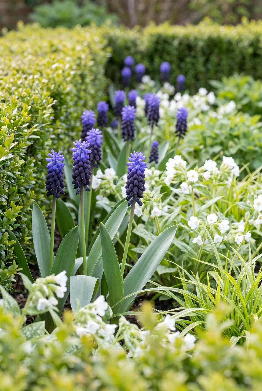 Muscari Latifolium — groep in de tuinborder