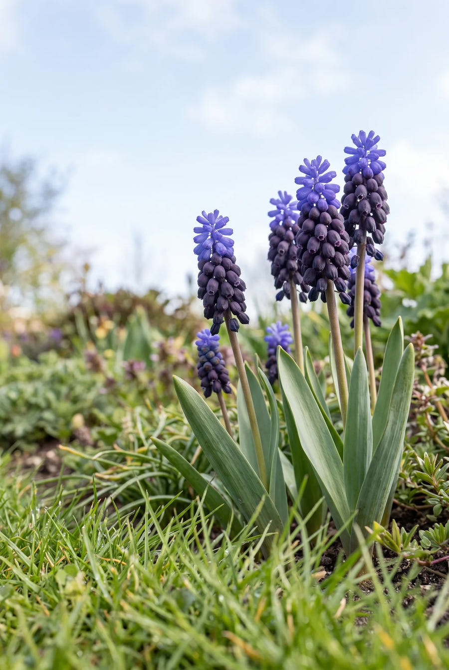 Muscari Latifolium — in de tuin