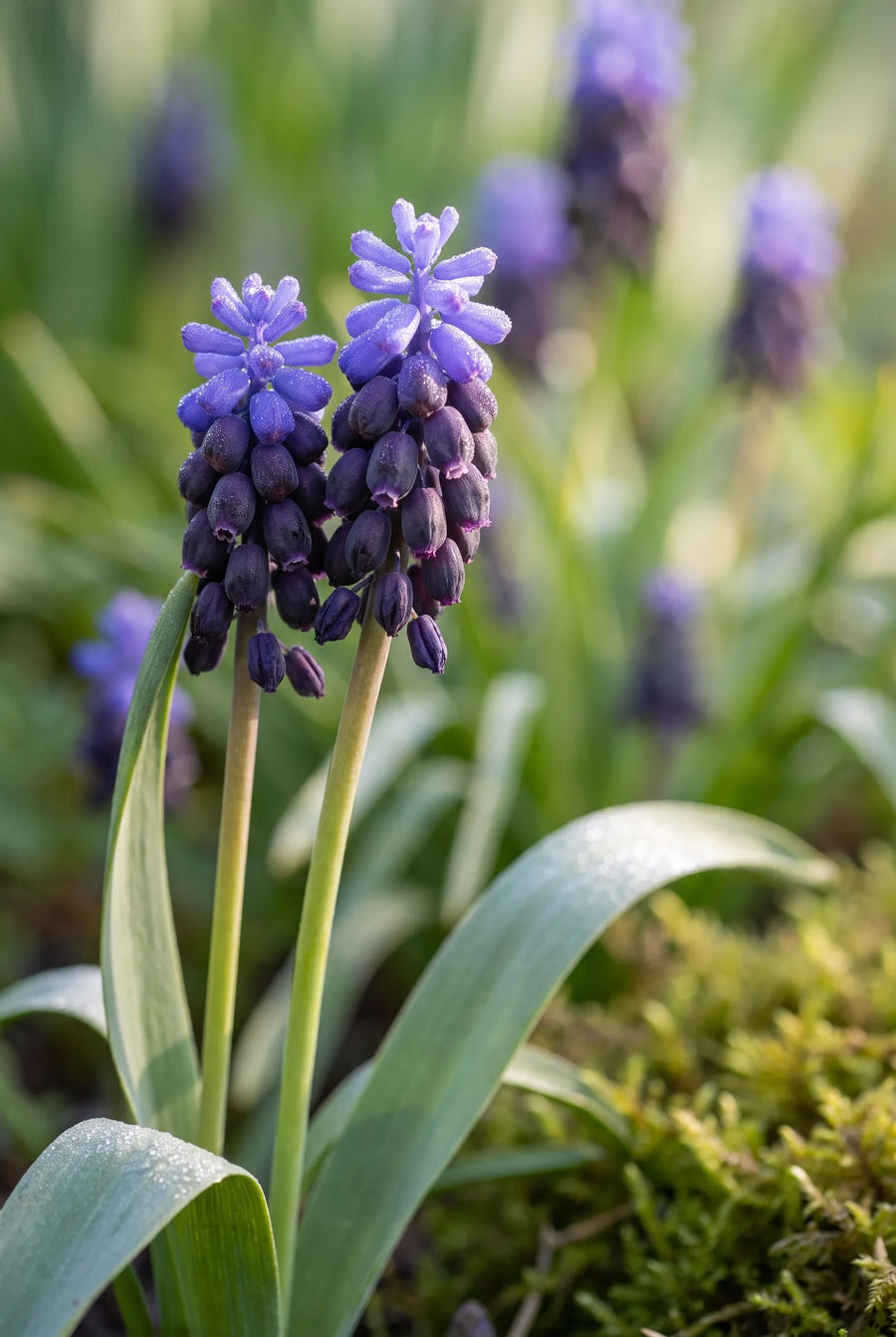 Muscari Latifolium — sfeerbeeld