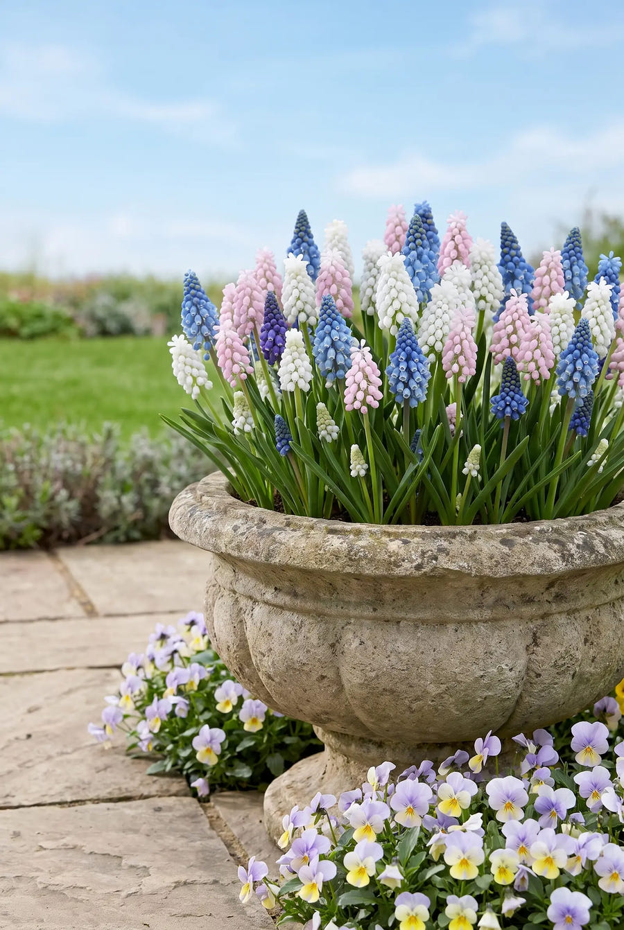 Muscari Mixed — in pot op terras