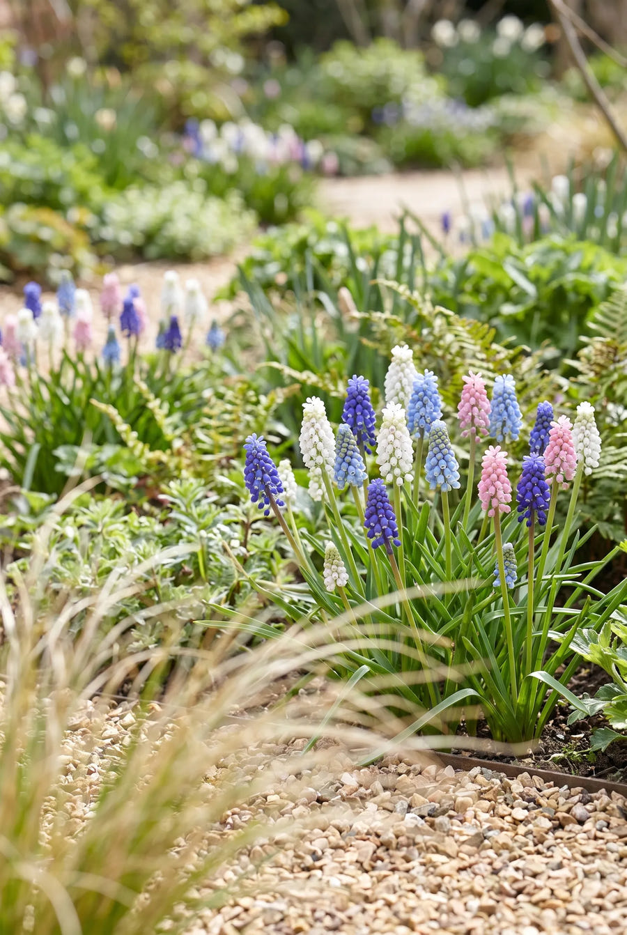 Muscari Mixed — in de tuin