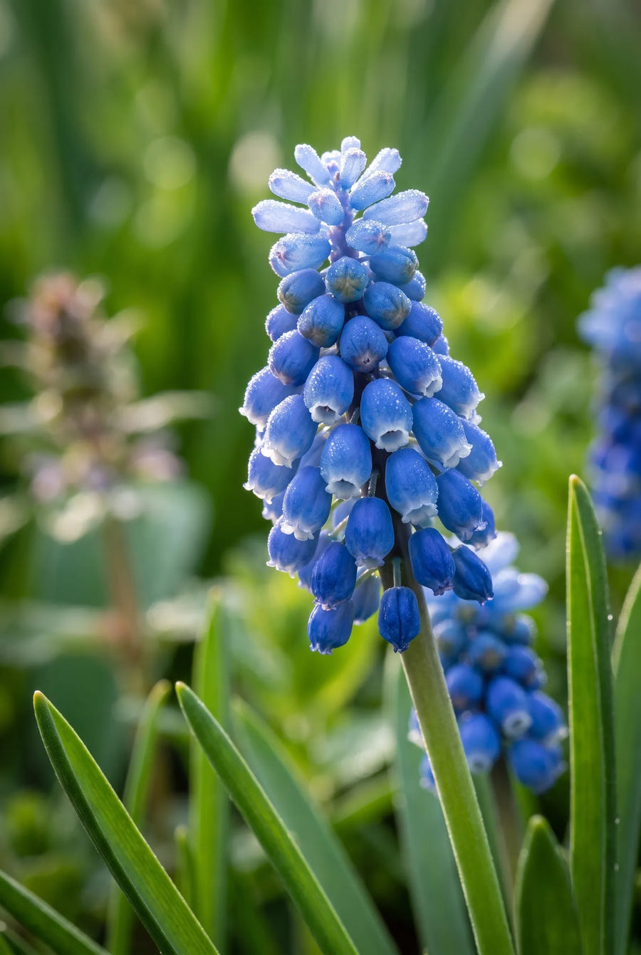 Muscari Mixed — sfeerbeeld