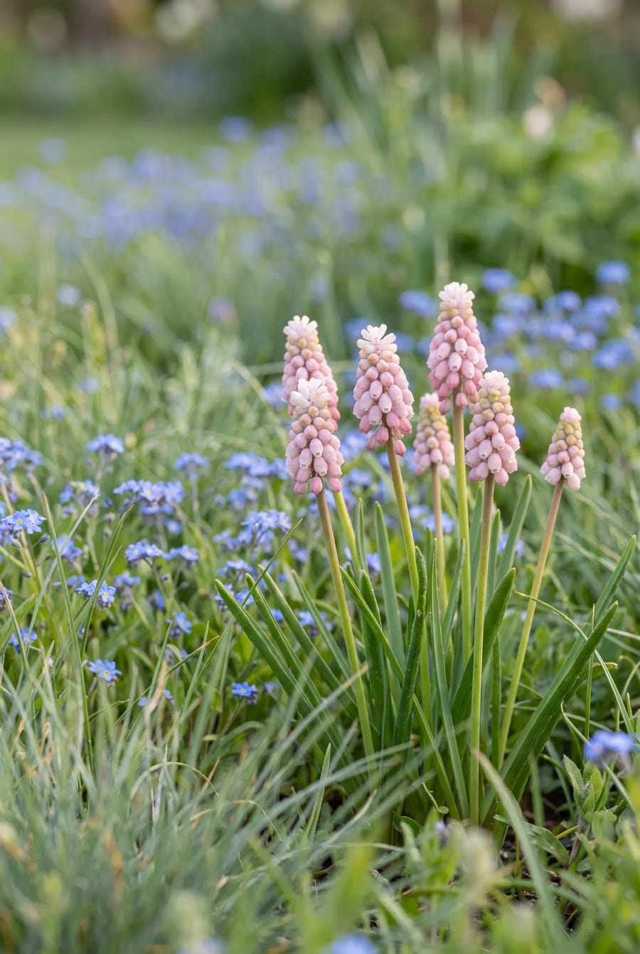 Muscari Pink Sunrise — in de border