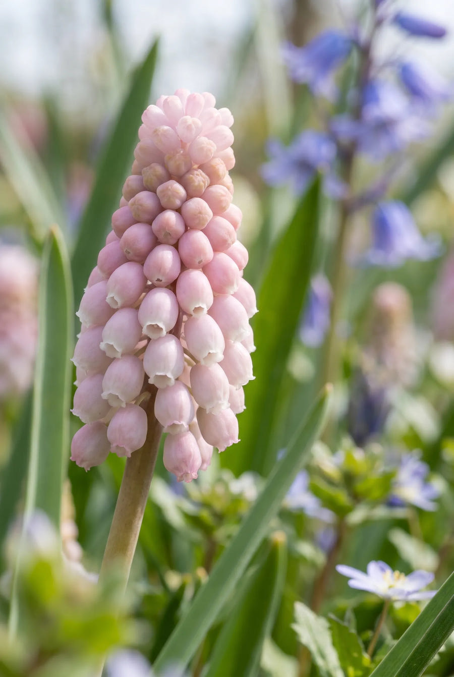 Muscari Pink Sunrise — close-up van de bloem