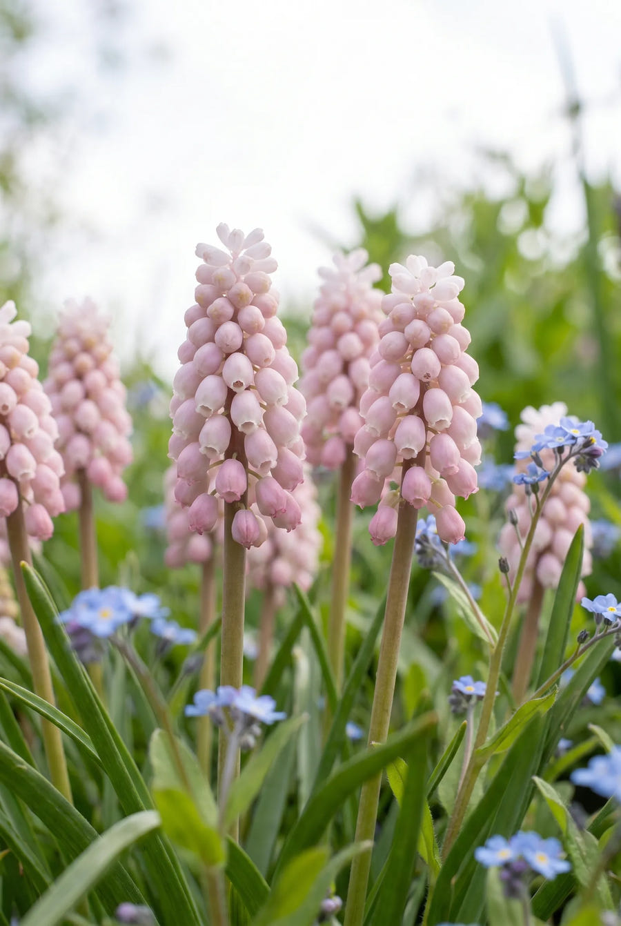Muscari Pink Sunrise — in de tuin