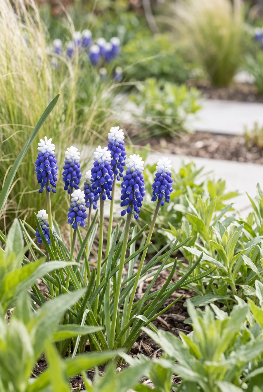 Muscari Touch of Snow — in de border