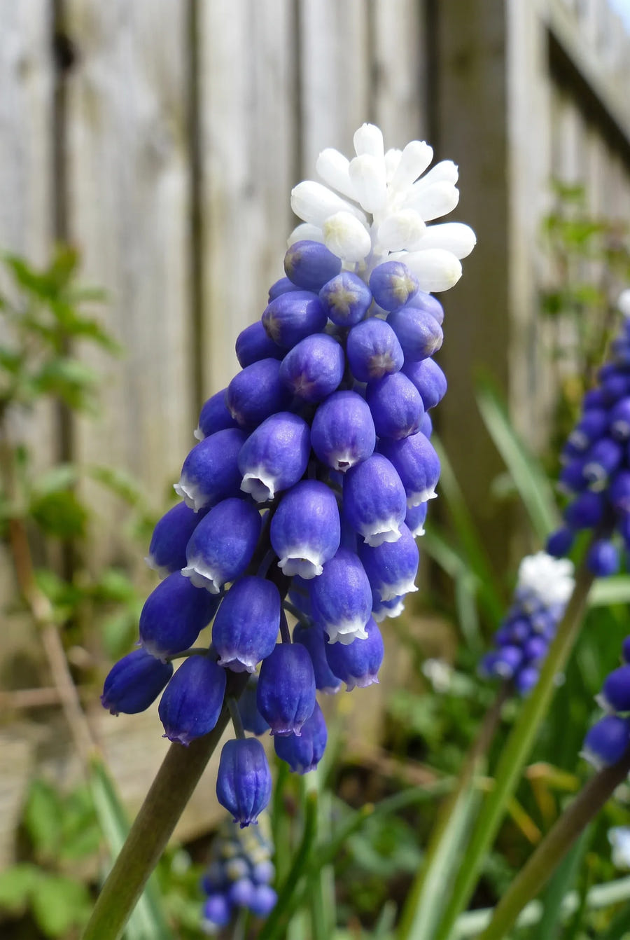 Muscari Touch of Snow — close-up van de bloem