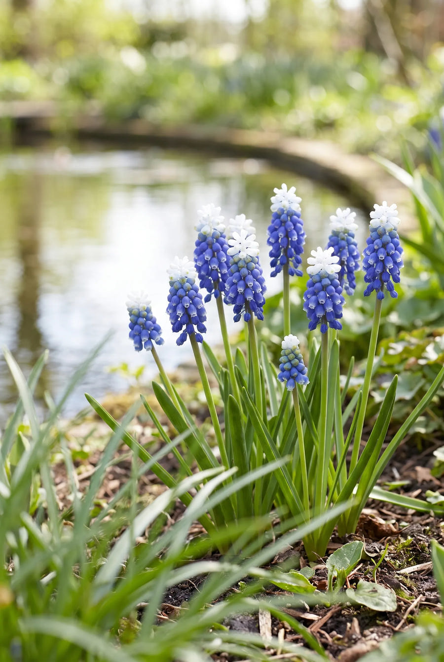 Muscari Touch of Snow — in de tuin