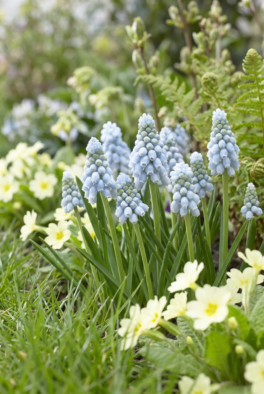 Muscari Valerie Finnis — in de border