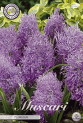 Muscari Plumosum
