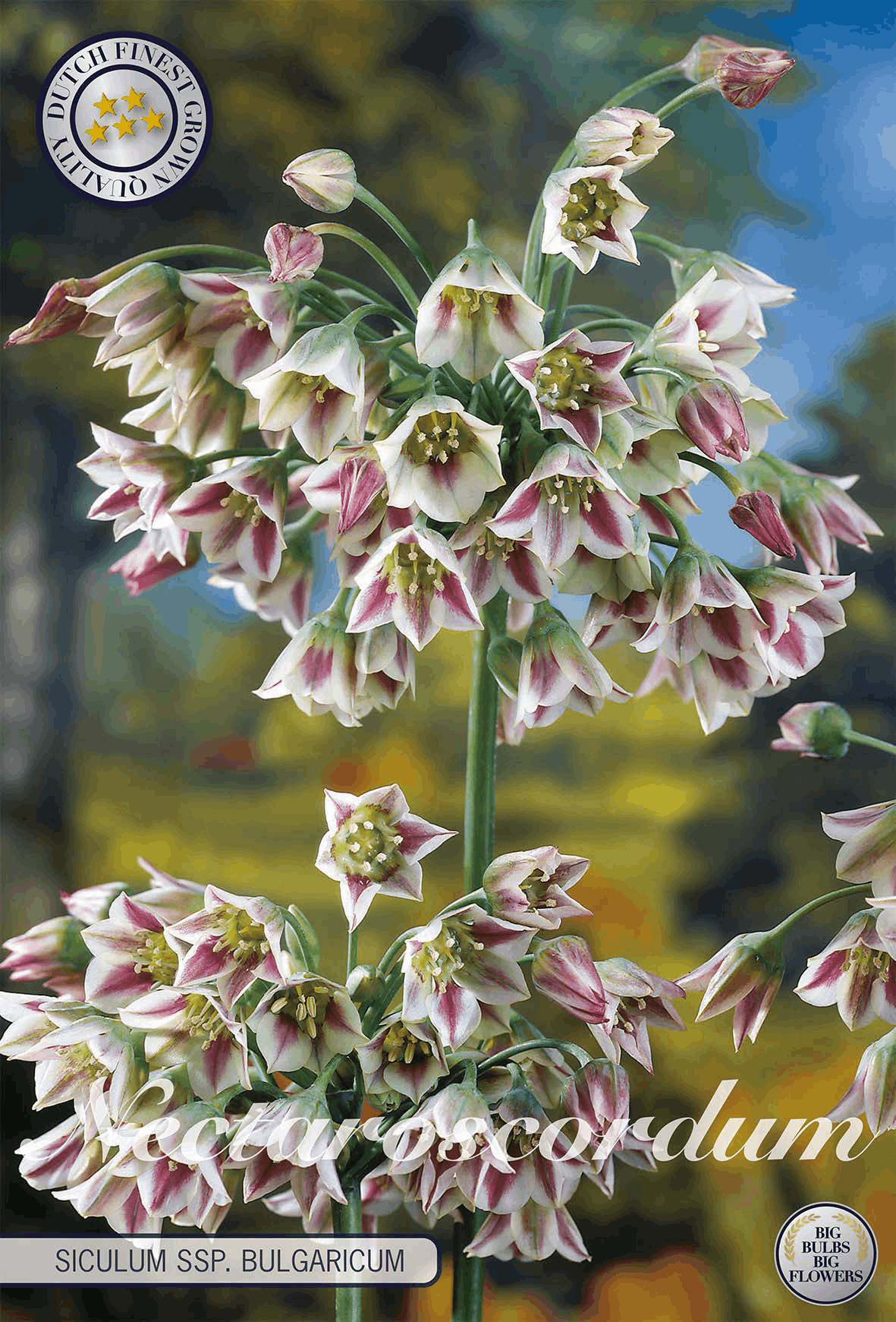Nectaroscordum Siculum ssp. Bulgaricum