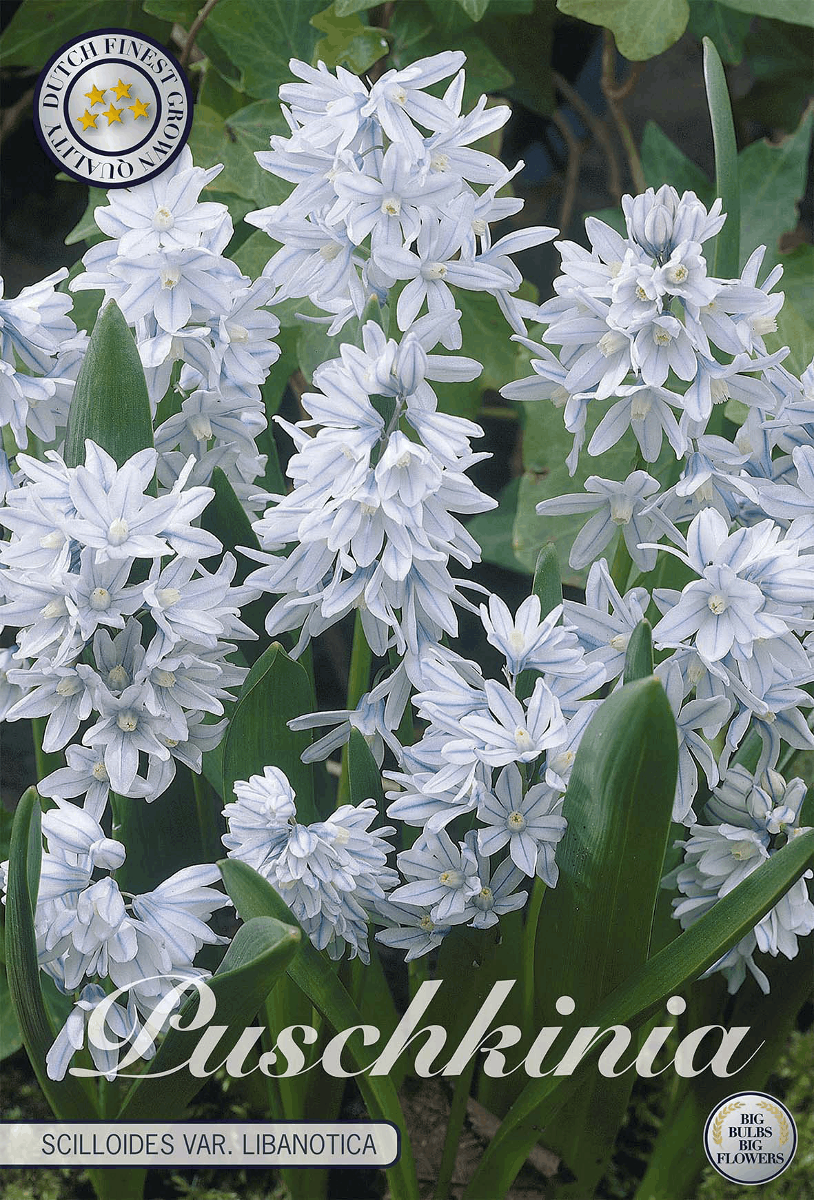 Puschkinia Scilloides var. Libanotica