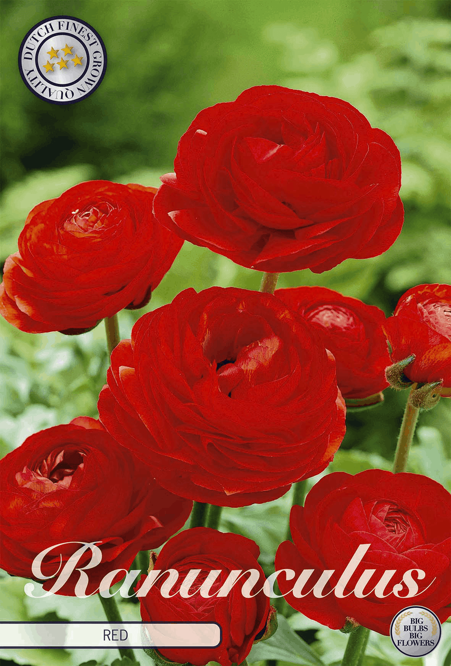 Ranunculus Red