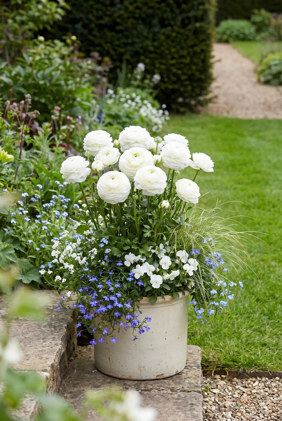 Ranunculus White — in pot op terras