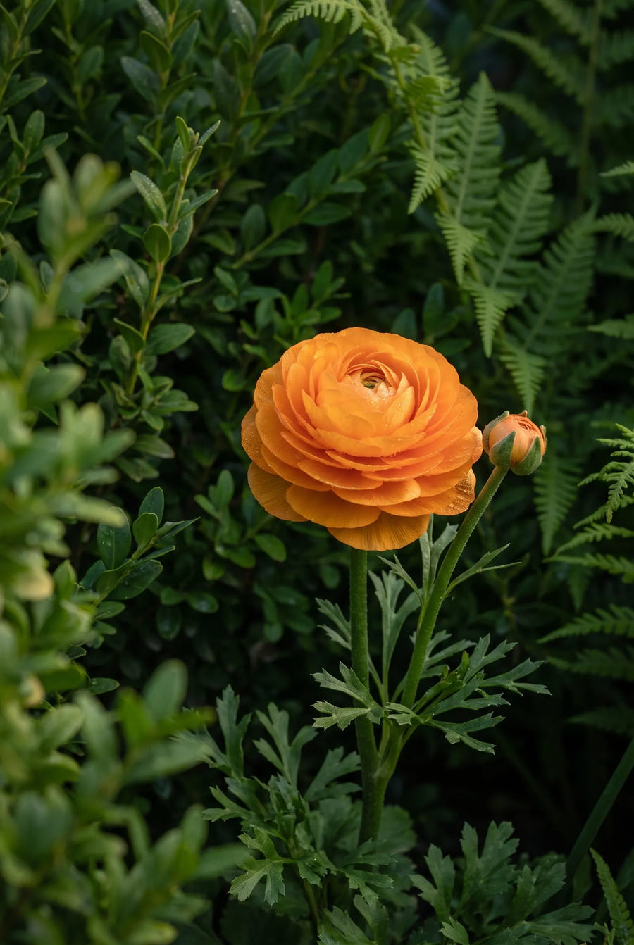 Ranunculus Asiaticus Mixed — sfeerbeeld