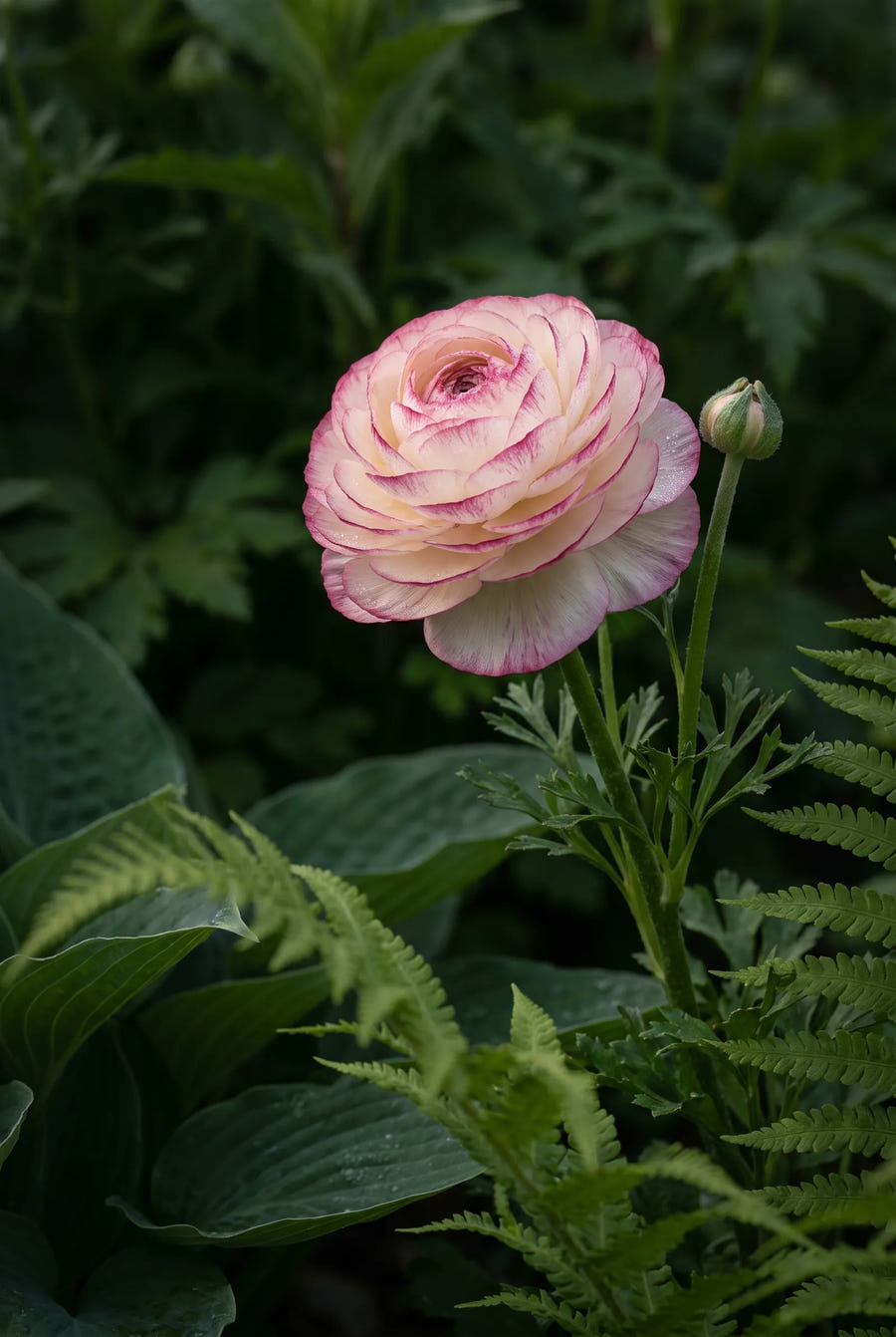 Ranunculus Picotee Rose — sfeerbeeld