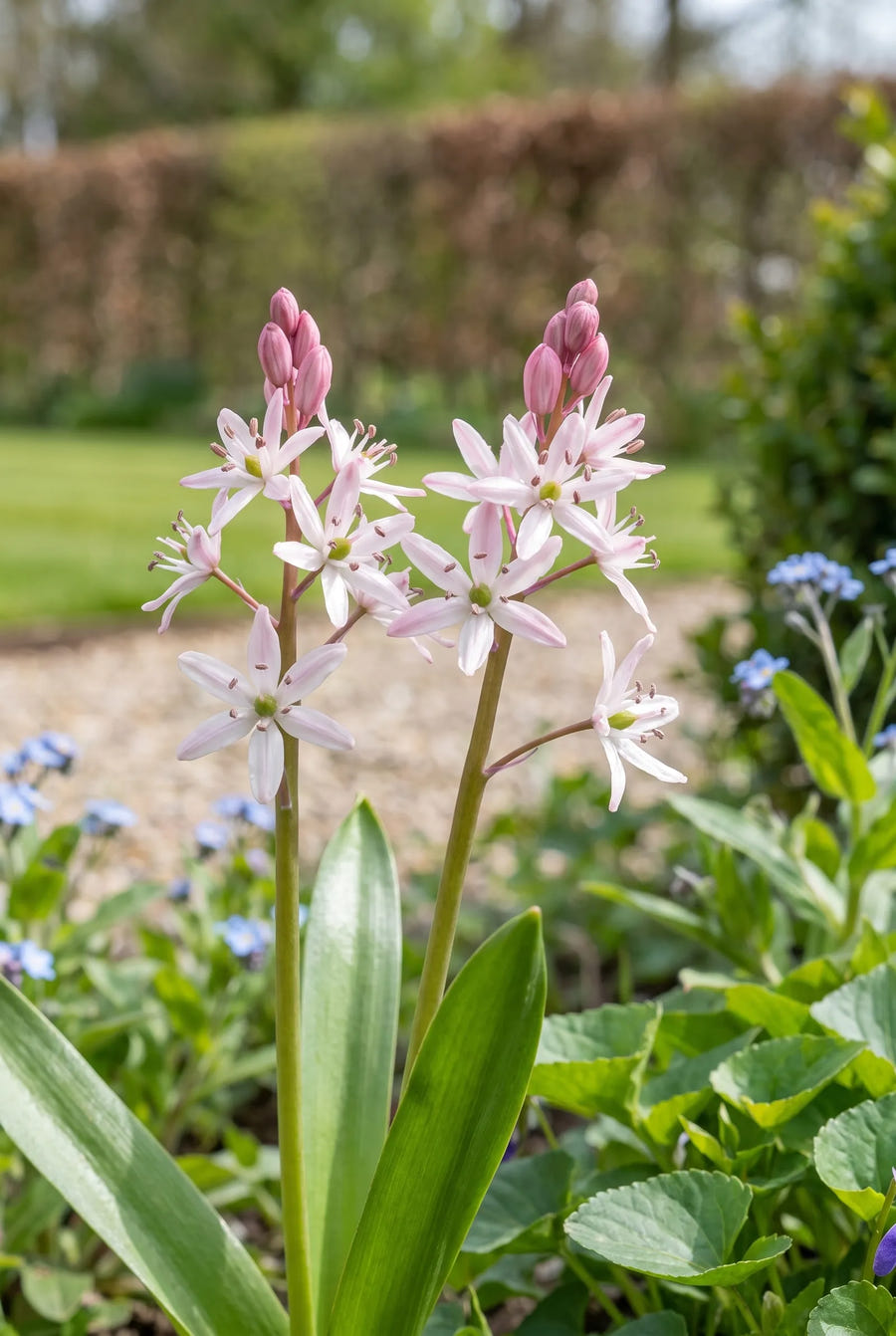 Scilla Bifolia Rosea — close-up van de bloem