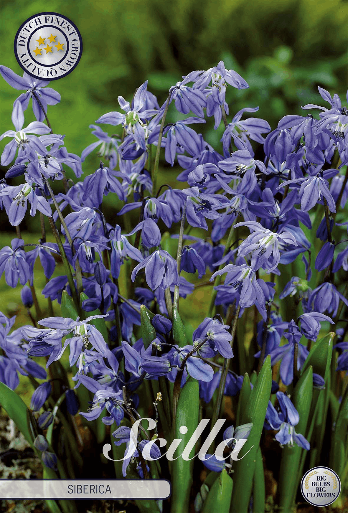 Scilla Siberica