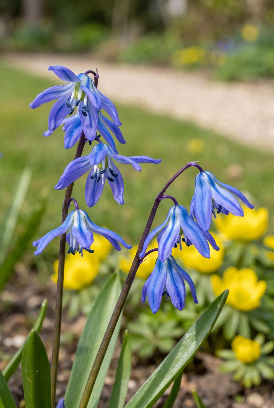 Scilla Siberica — close-up van de bloem