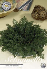 Selaginella Roos van Jericho