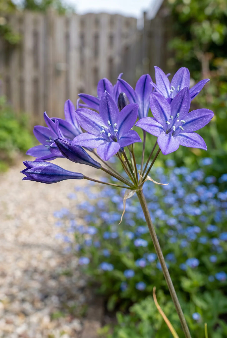 Triteleia Queen Fabiola — close-up van de bloem
