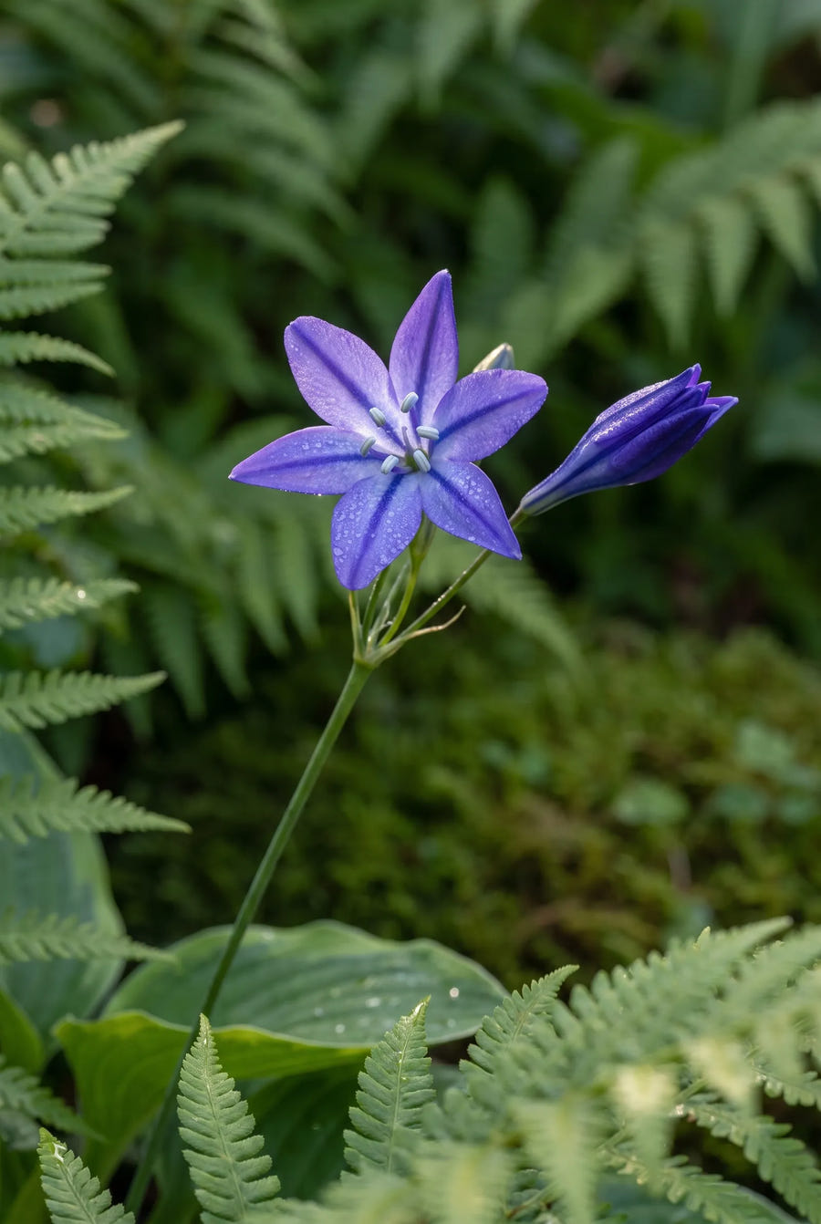 Triteleia Queen Fabiola — sfeerbeeld