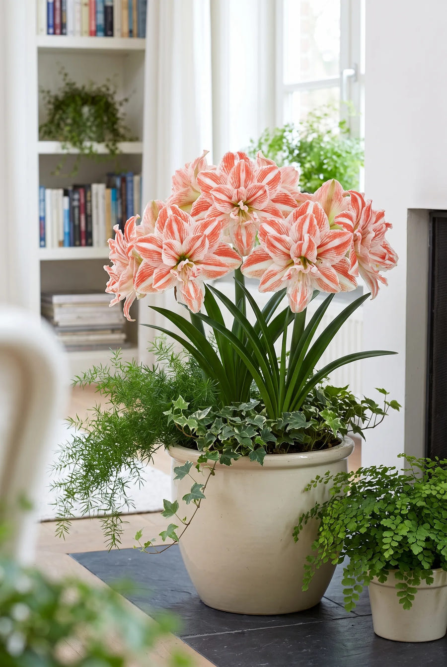 Hippeastrum Dancing Queen — in pot op terras