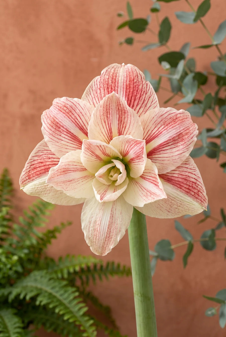 Hippeastrum Nymph — close-up van de bloem
